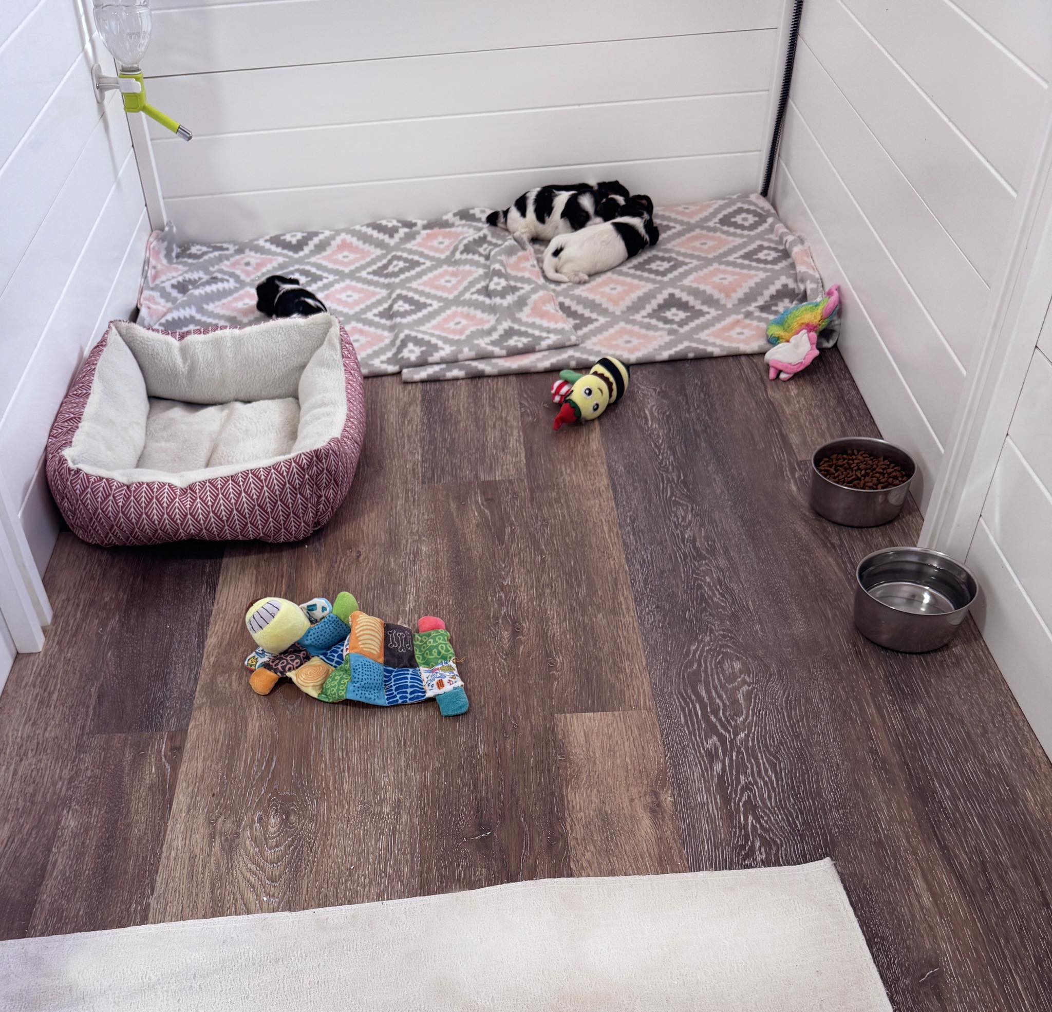 newborn biewer terrier puppies