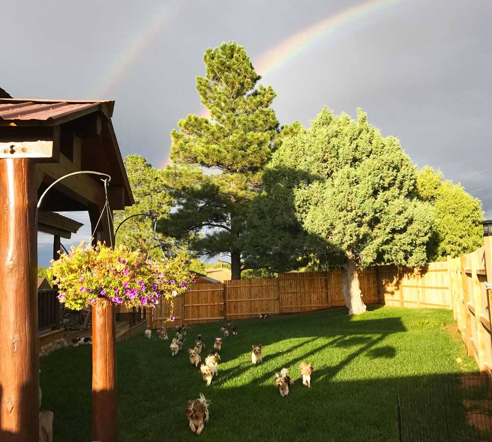 Colorado biewer terrier dogs