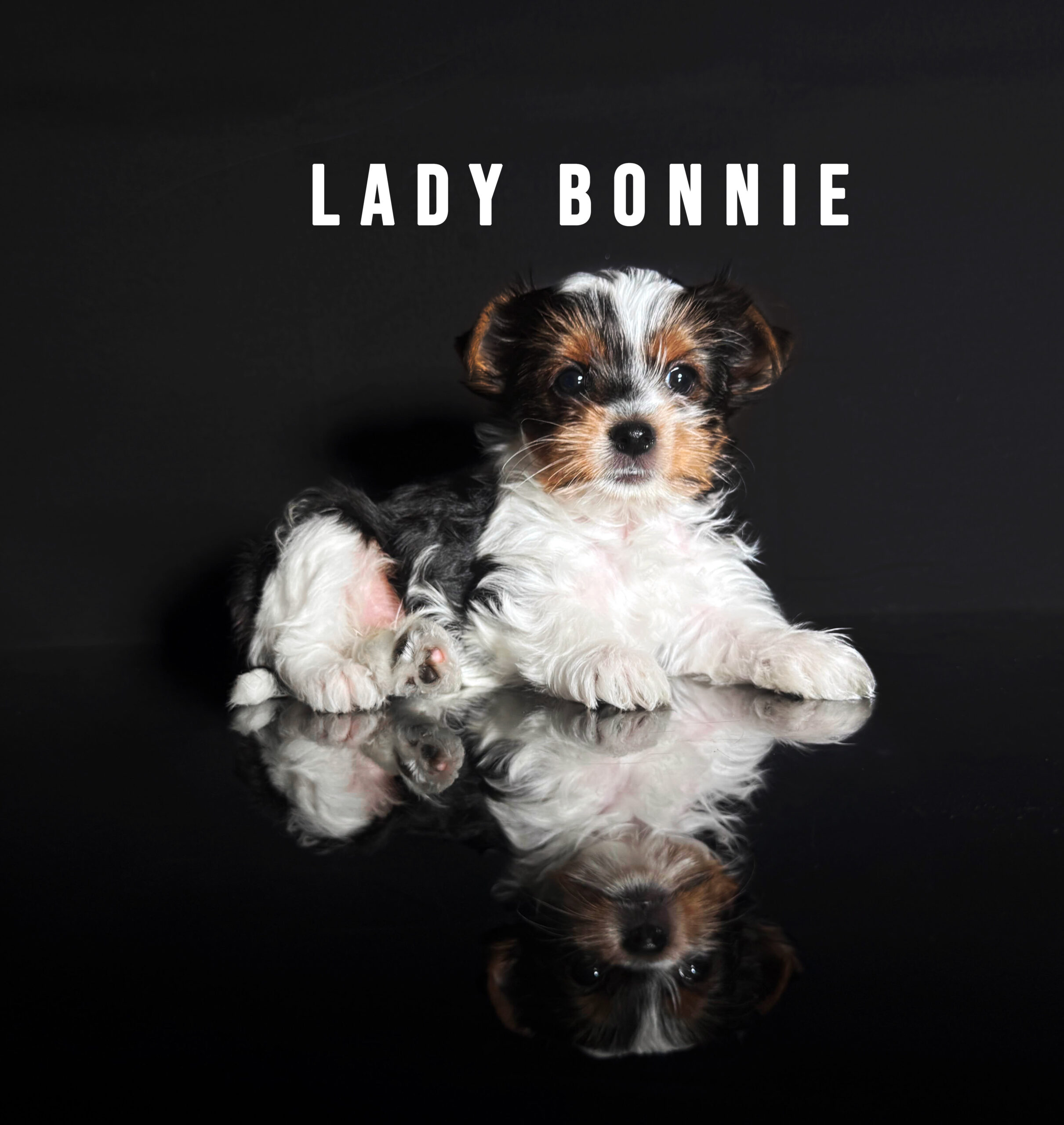 Biewer Terrier Puppy Girl Lady Bonnie - Image 2
