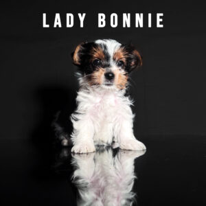 Biewer Terrier Puppy Girl Lady Bonnie