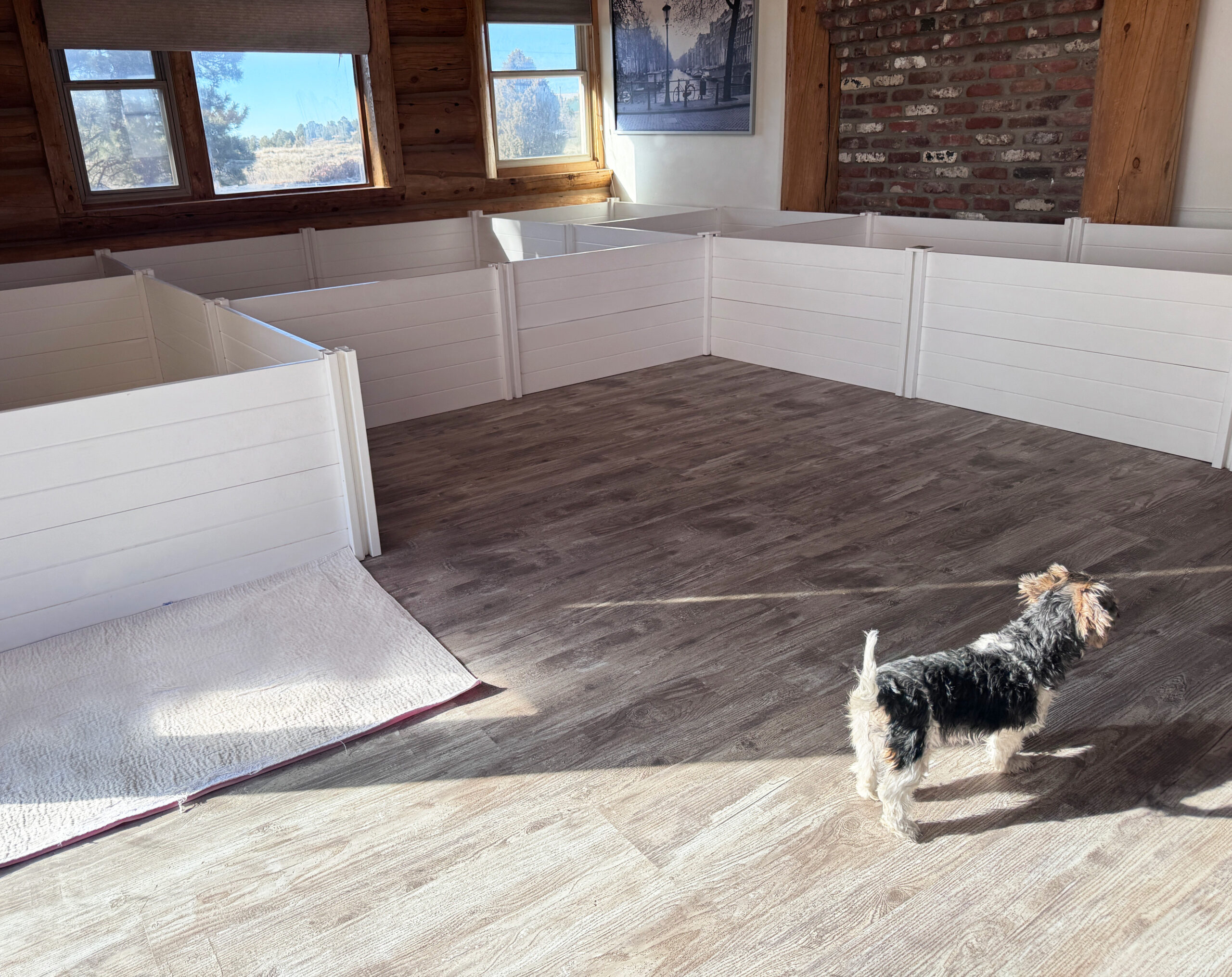 a room for biewer terrier puppies