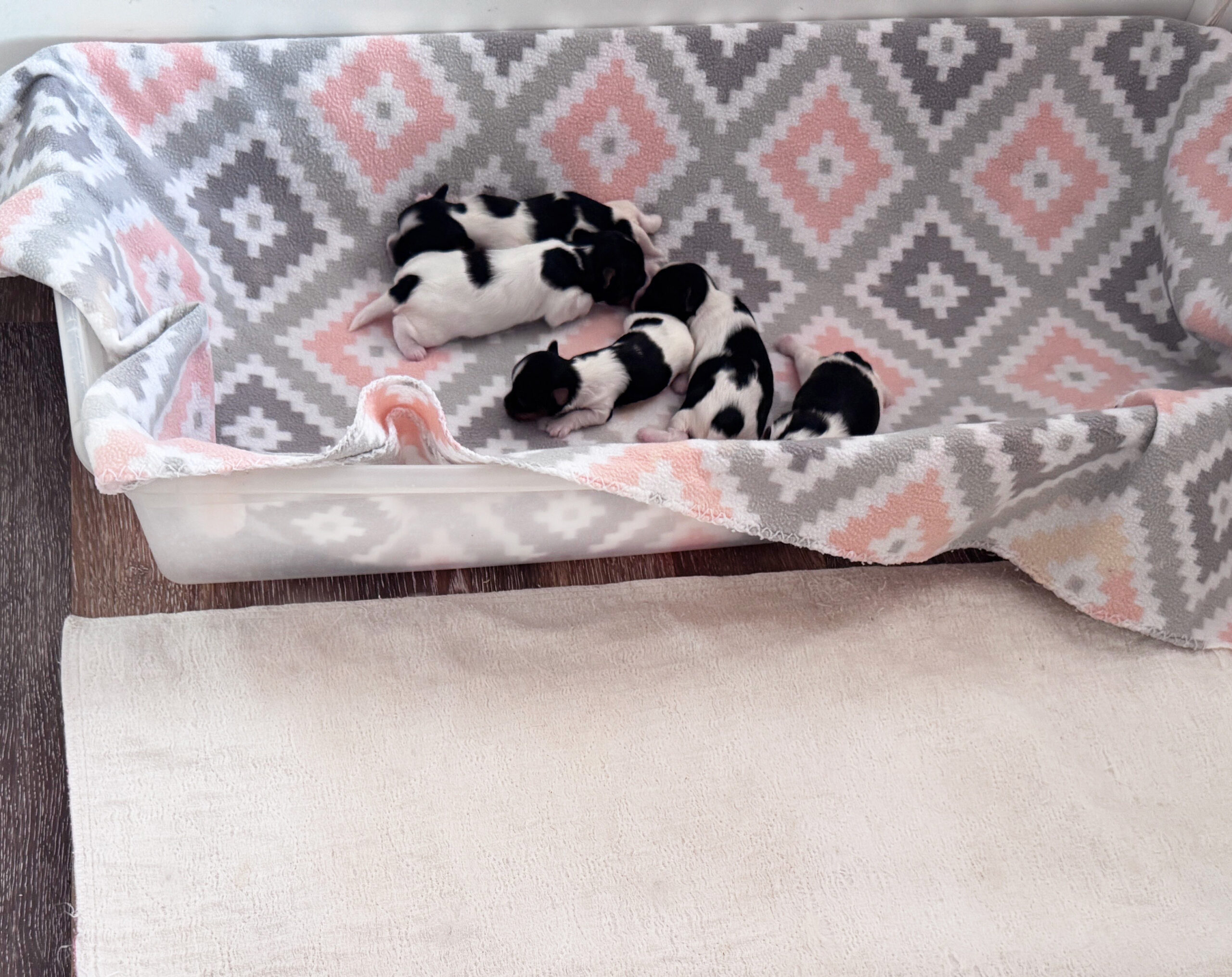 newborn biewer terrier puppies