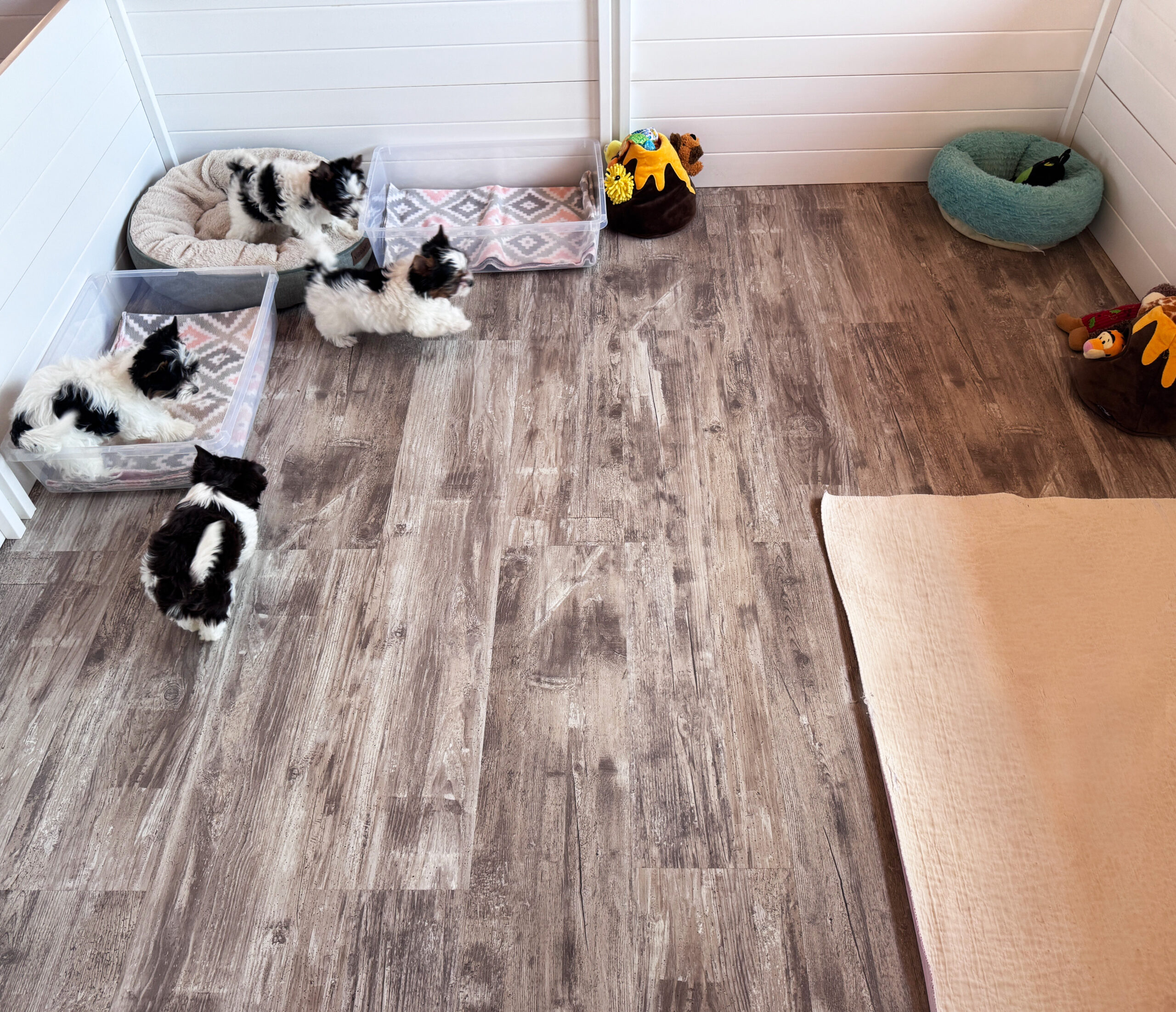 a room for biewer terrier puppies