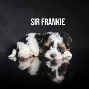 Biewer Terrier Boy Puppy Sir Frankie