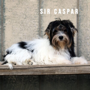 Biewer Terrier Puppy Boy Sir Caspar