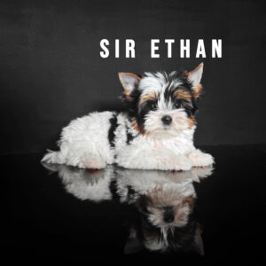 Biewer Terrier Puppy Boy Sir Ethan