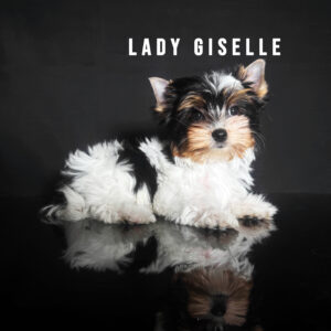 Biewer Terrier Puppy Girl Lady Giselle