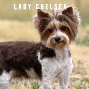 Biewer Terrier Adult Girl Lady Chelsea