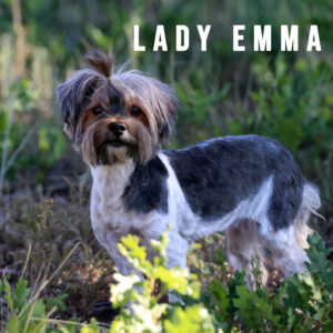 Biewer Terrier Adult Girl Lady Emma