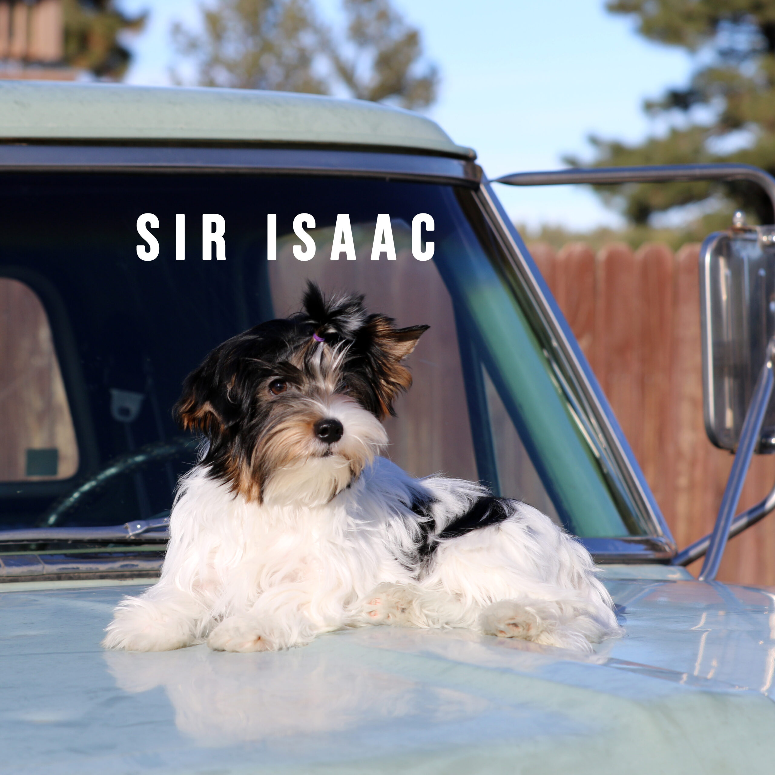 Biewer Terrier Puppy Boy Sir Isaac - Image 3