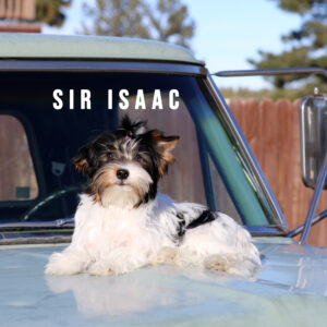 Biewer Terrier Puppy Boy Sir Isaac