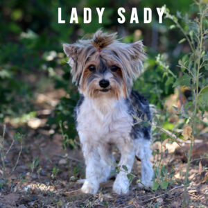 Biewer Terrier Adult Girl Lady Sadie