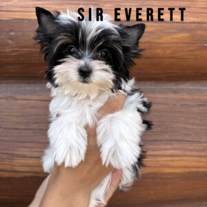 Biewer Terrier Puppy Mini Boy Sir Everett