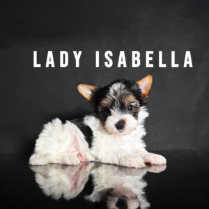 Biewer Terrier Puppy Girl Lady Isabella