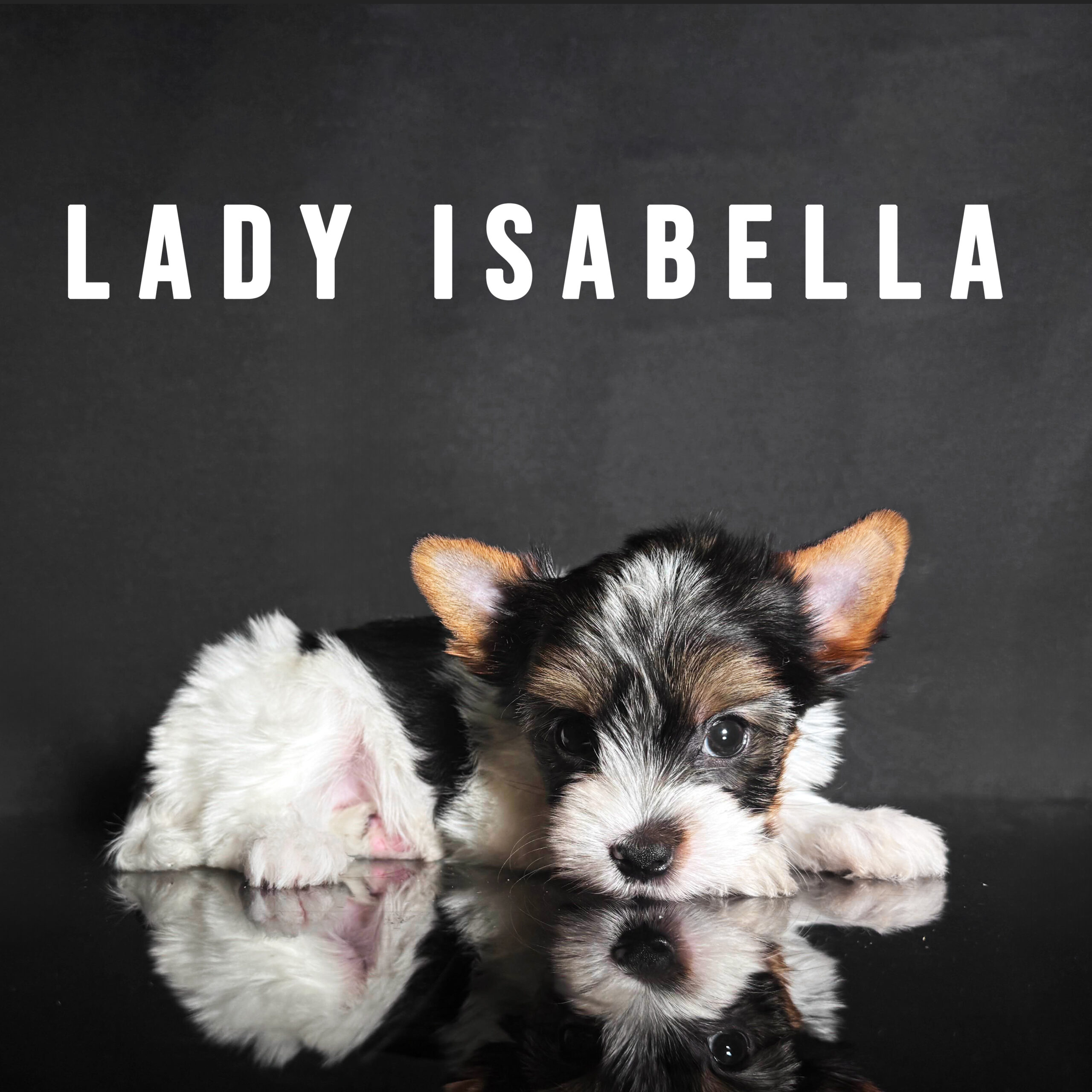 Biewer Terrier Puppy Girl Lady Isabella - Image 2