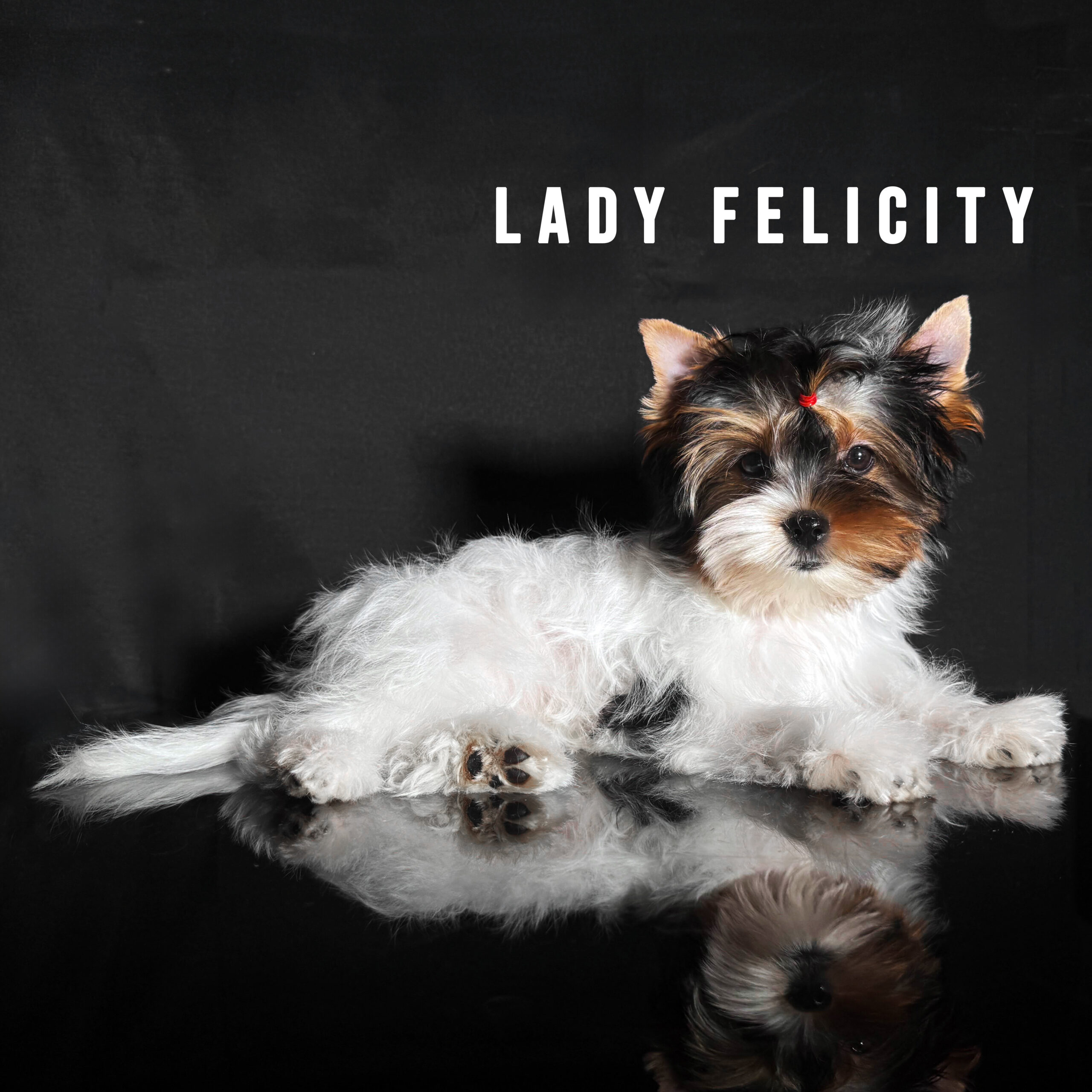 Biewer Terrier Puppy Girl Lady Felicity