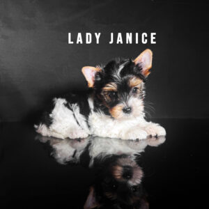 Biewer Terrier Puppy Boy Lady Janice