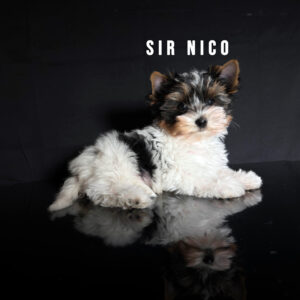 Biewer Terrier Puppy Boy Sir Nico