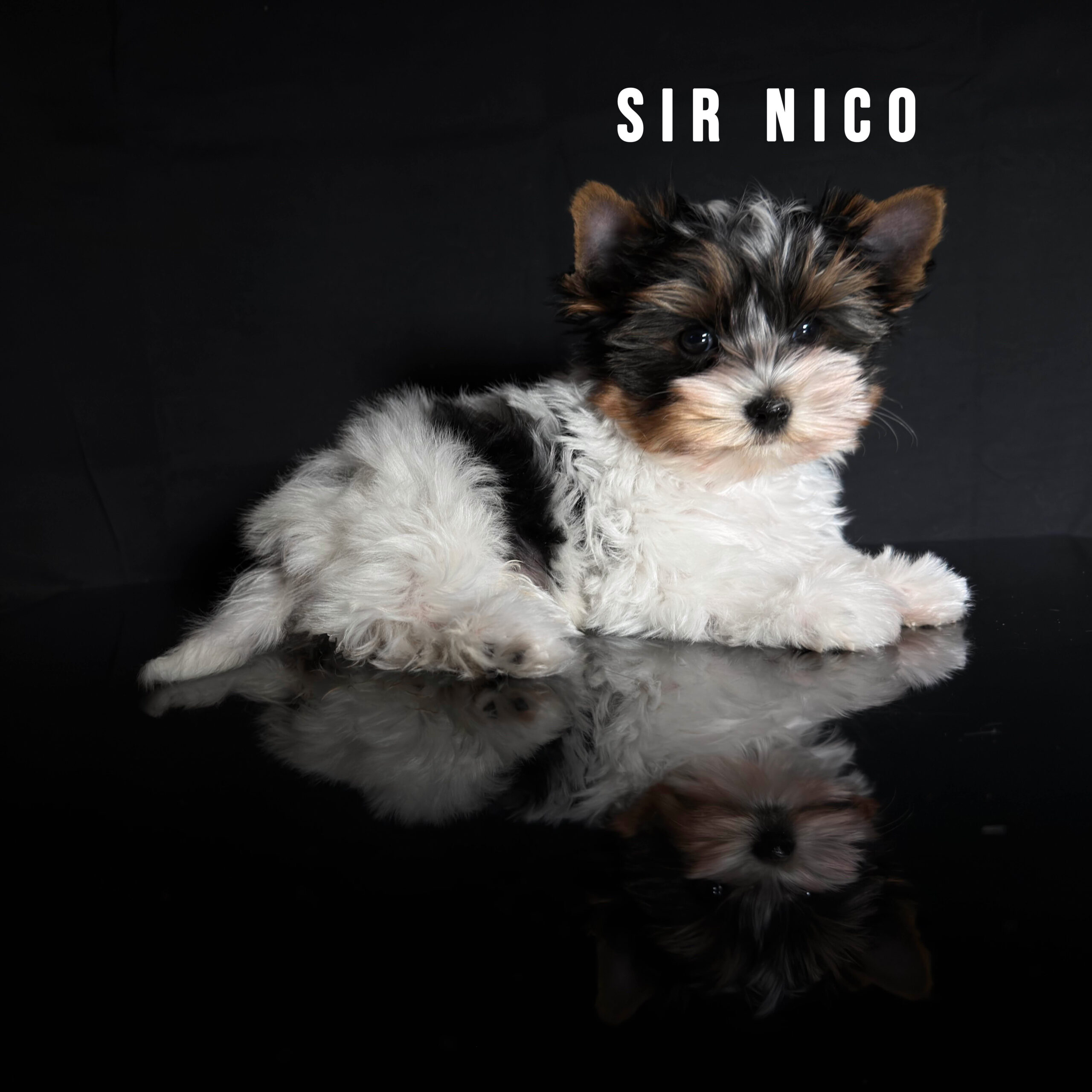 Biewer Terrier Puppy Boy Sir Nico - Image 3