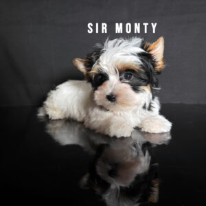 Biewer Terrier Puppy Boy Sir Monty