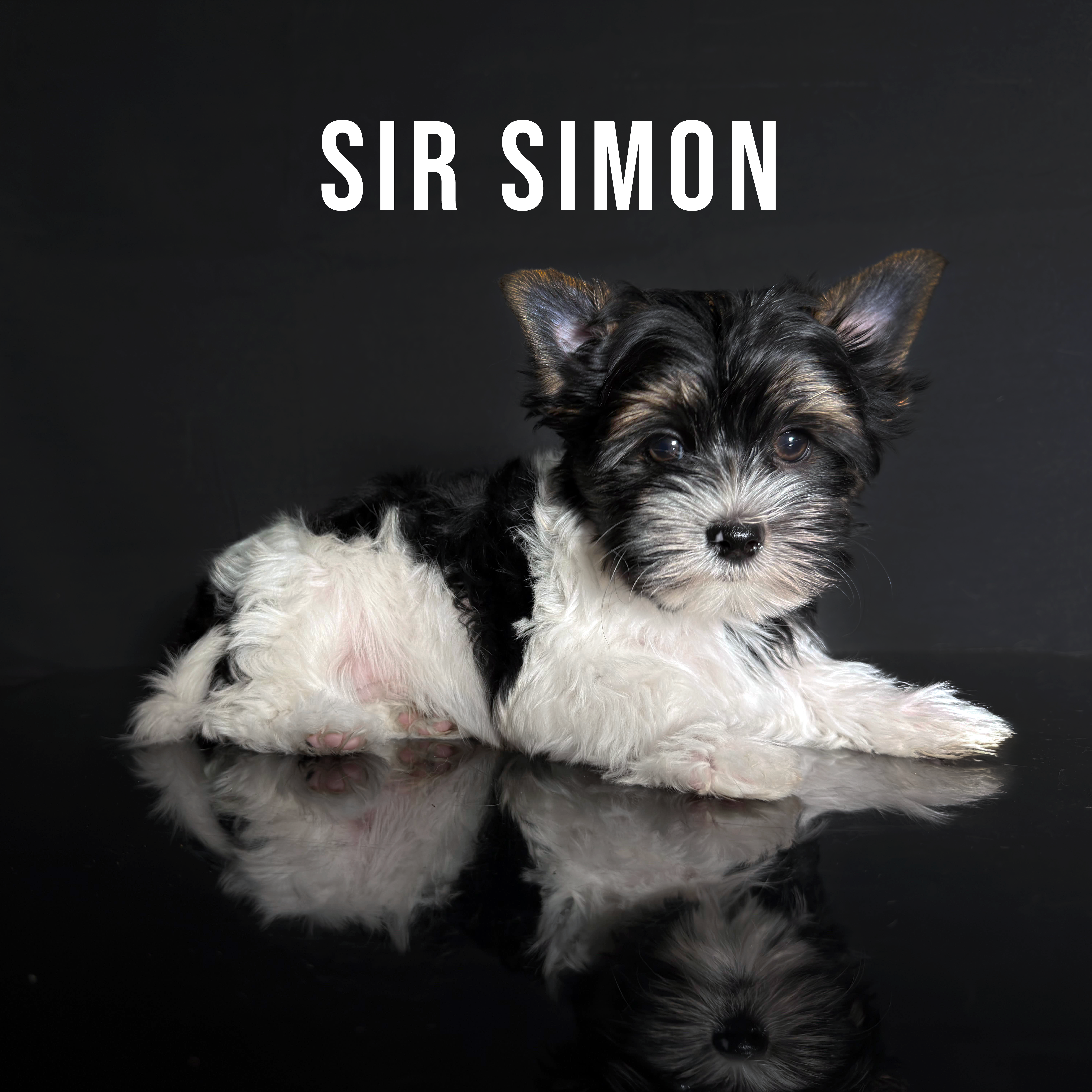 Biewer Terrier Puppy Boy Sir Simon - Image 2