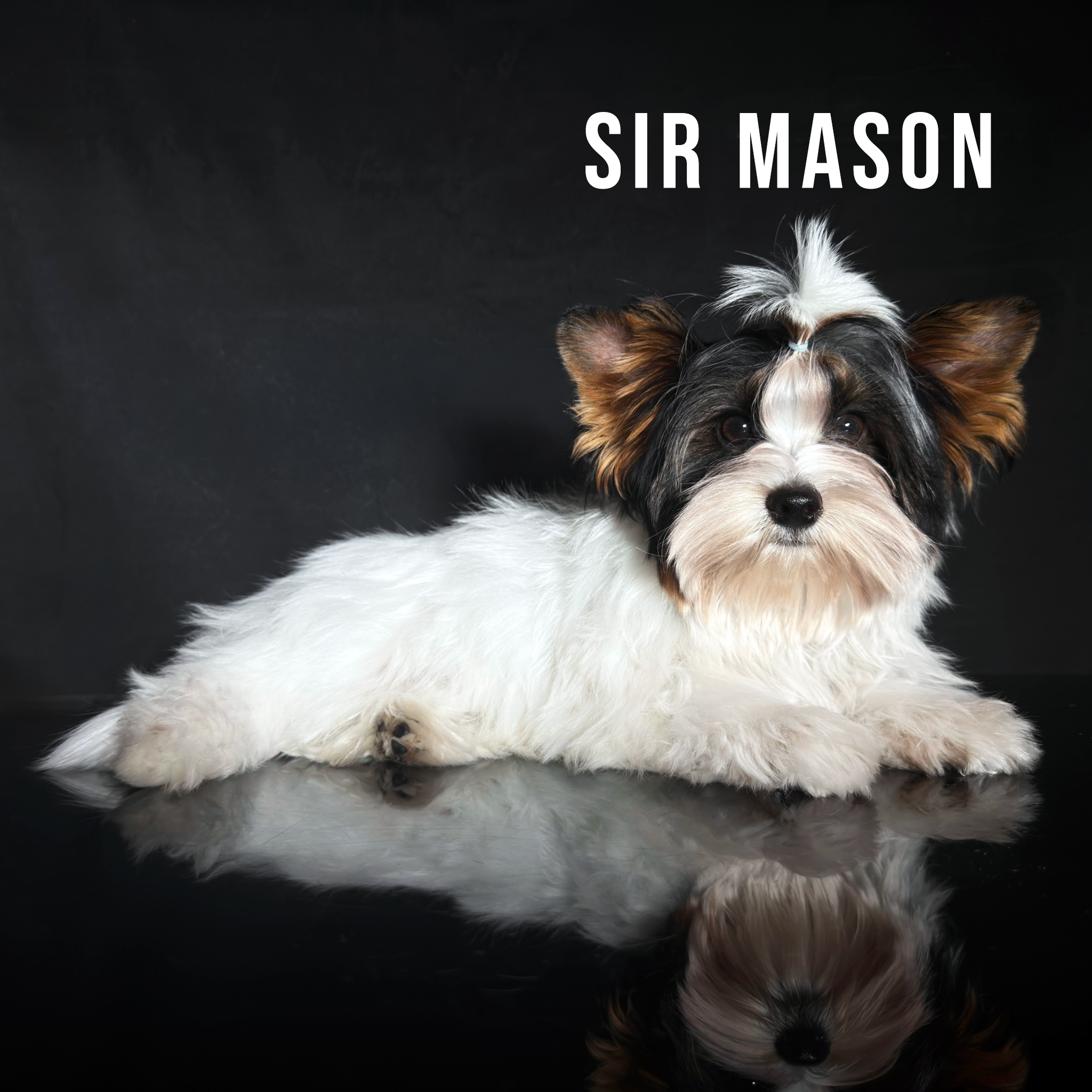 Biewer Terrier Puppy Boy Sir Mason - Image 2