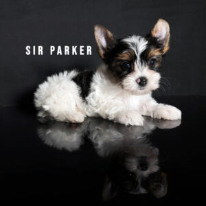 Biewer Terrier Puppy Boy Sir Parker