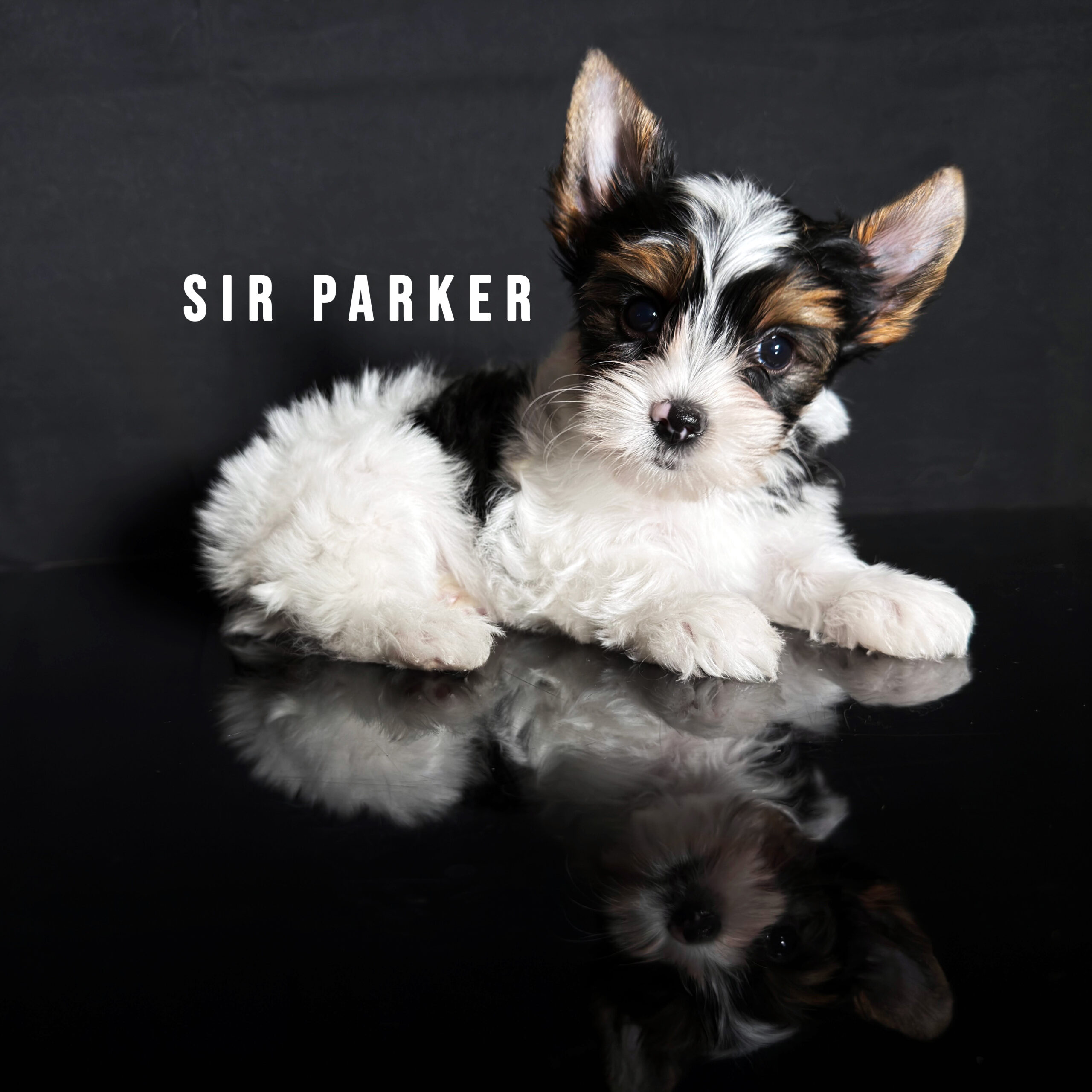 Biewer Terrier Puppy Boy Sir Parker - Image 2