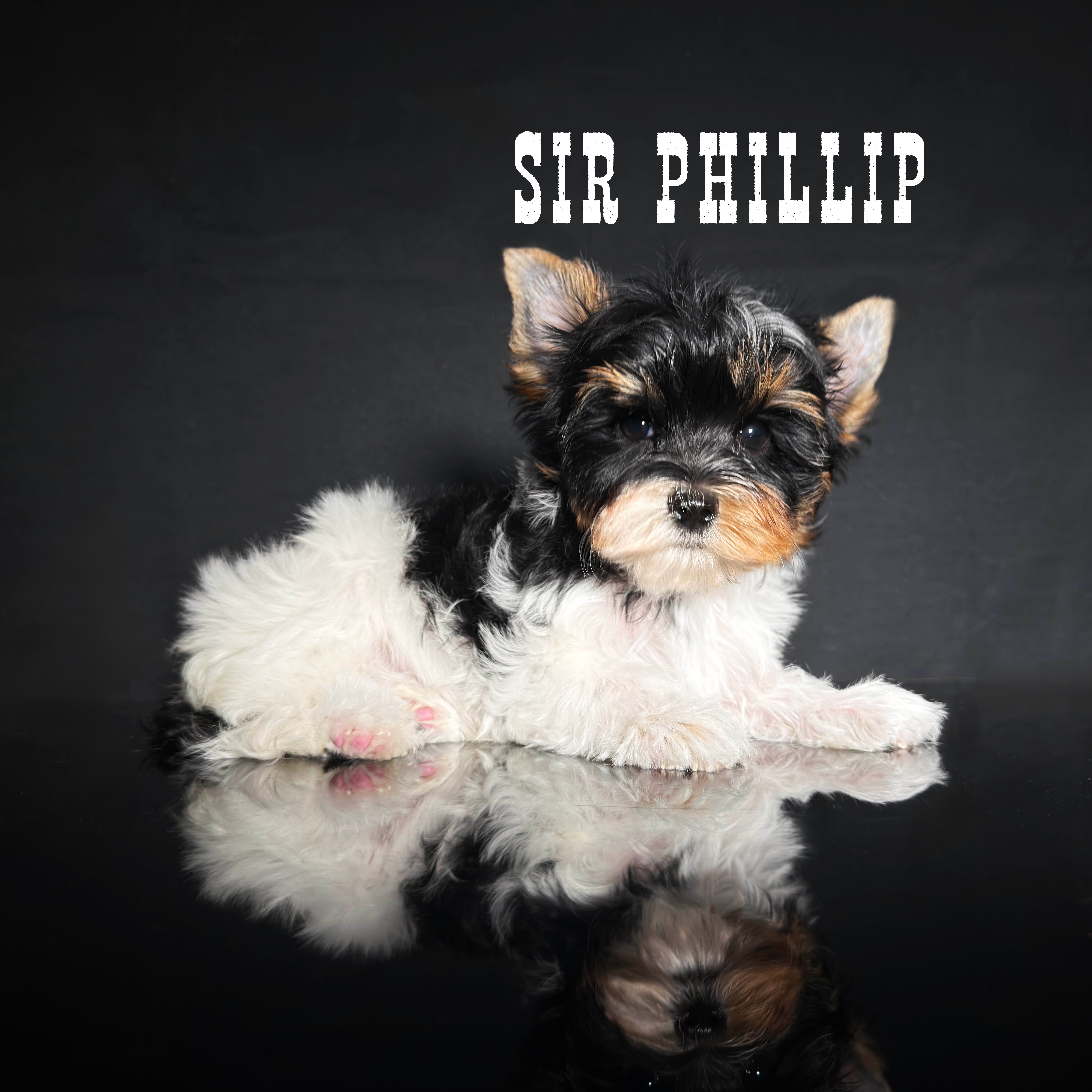 Biewer Terrier Puppy Boy Sir Phillip
