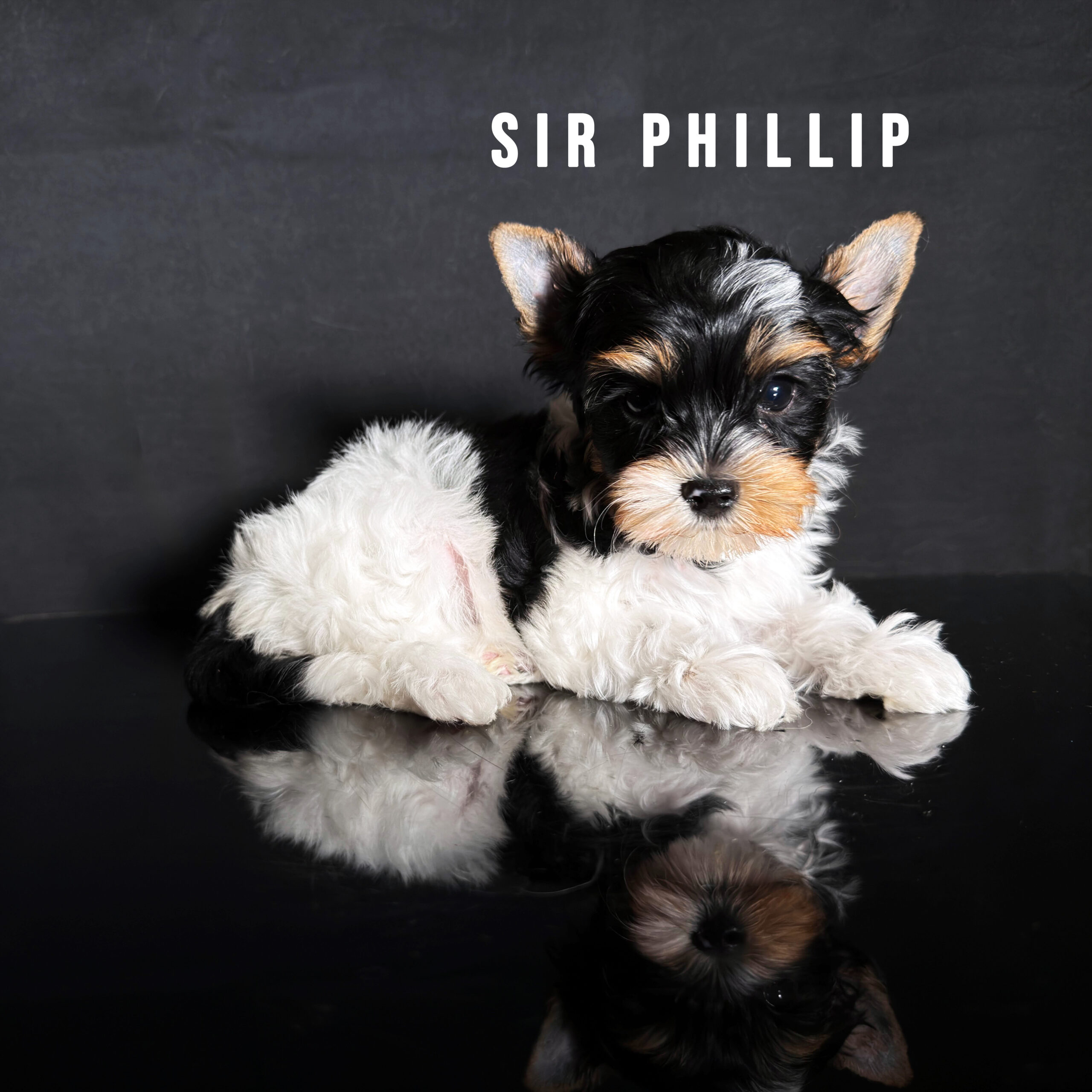 Biewer Terrier Puppy Boy Sir Phillip - Image 3