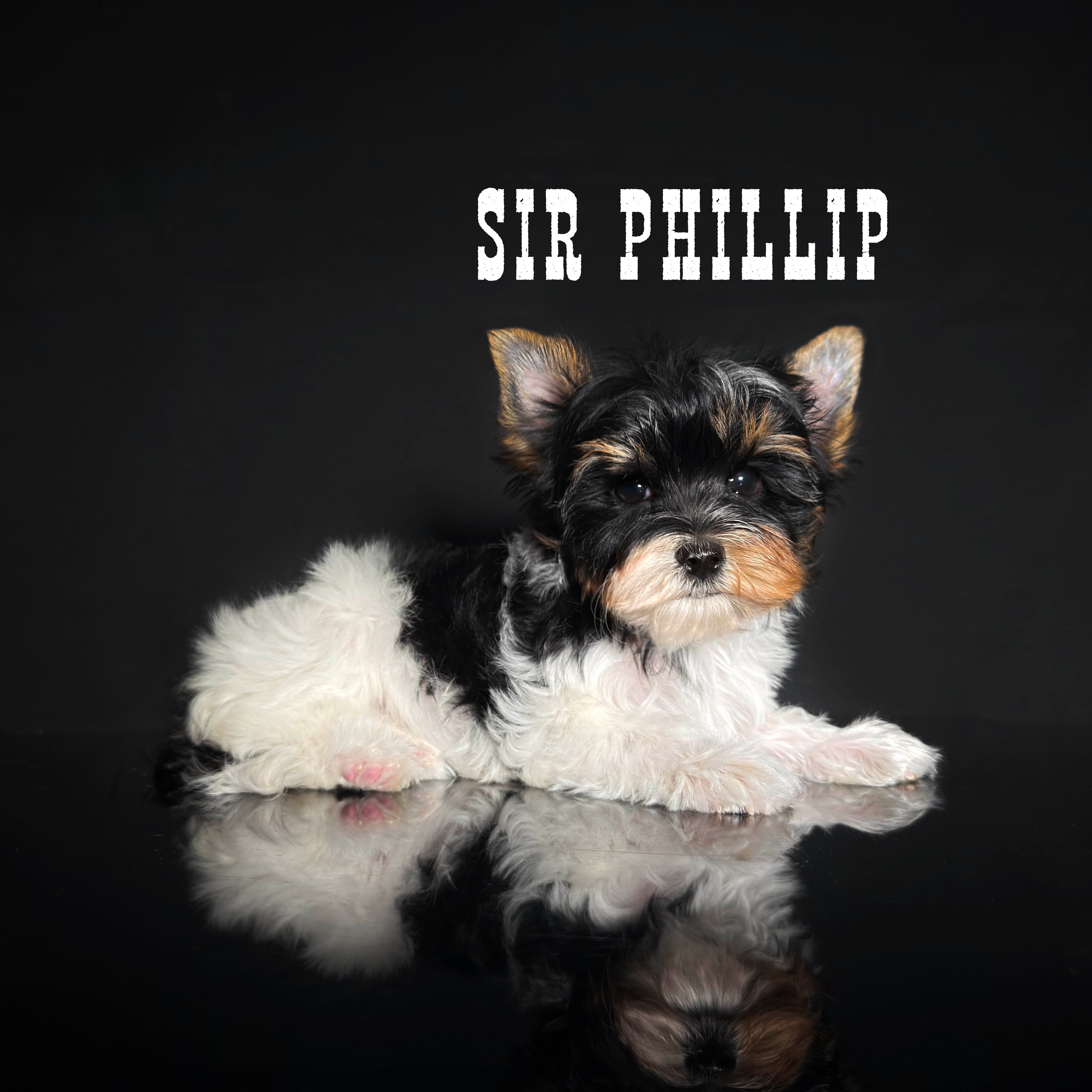 Biewer Terrier Puppy Boy Sir Phillip - Image 2