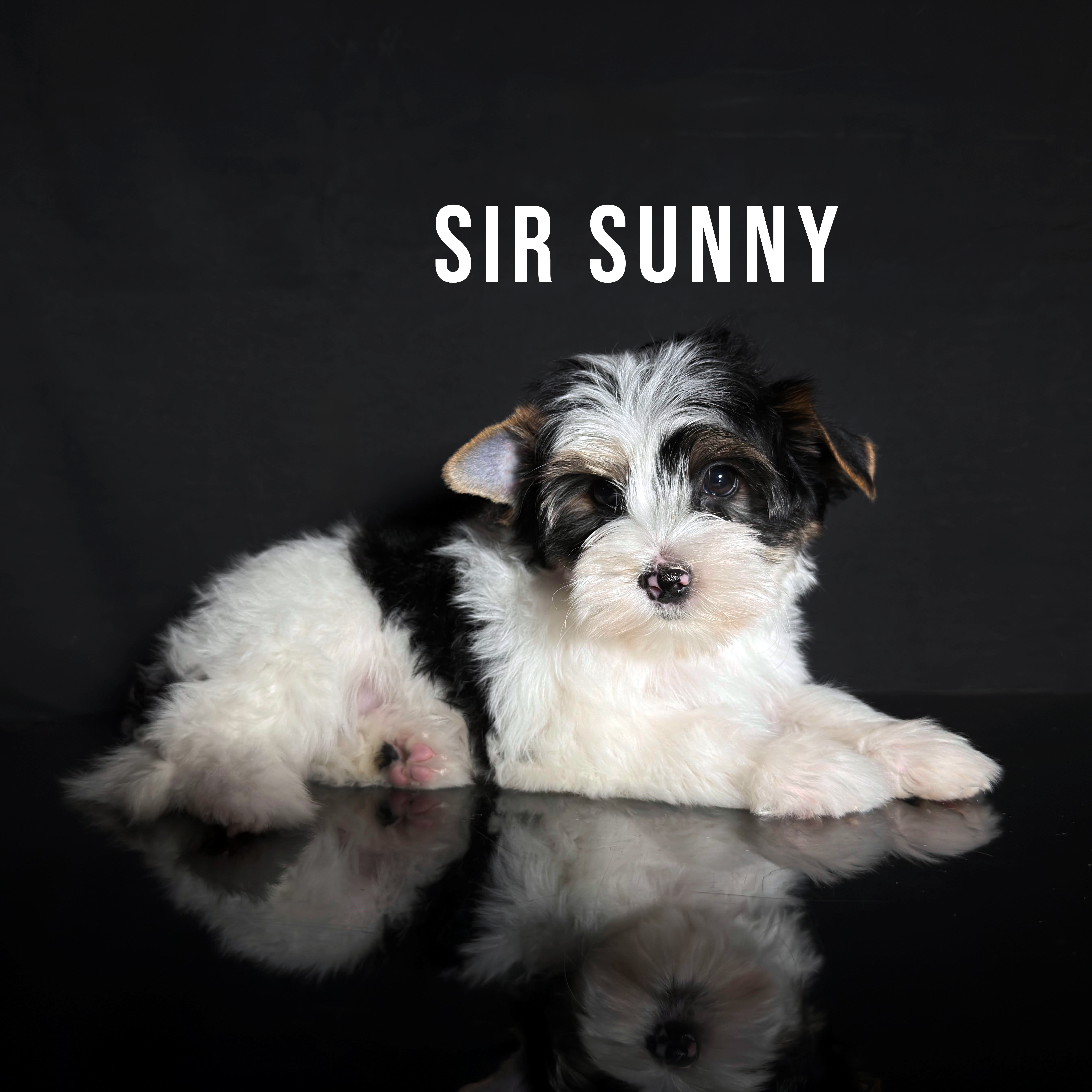 Biewer Terrier Puppy Boy Sir Sunny - Image 3