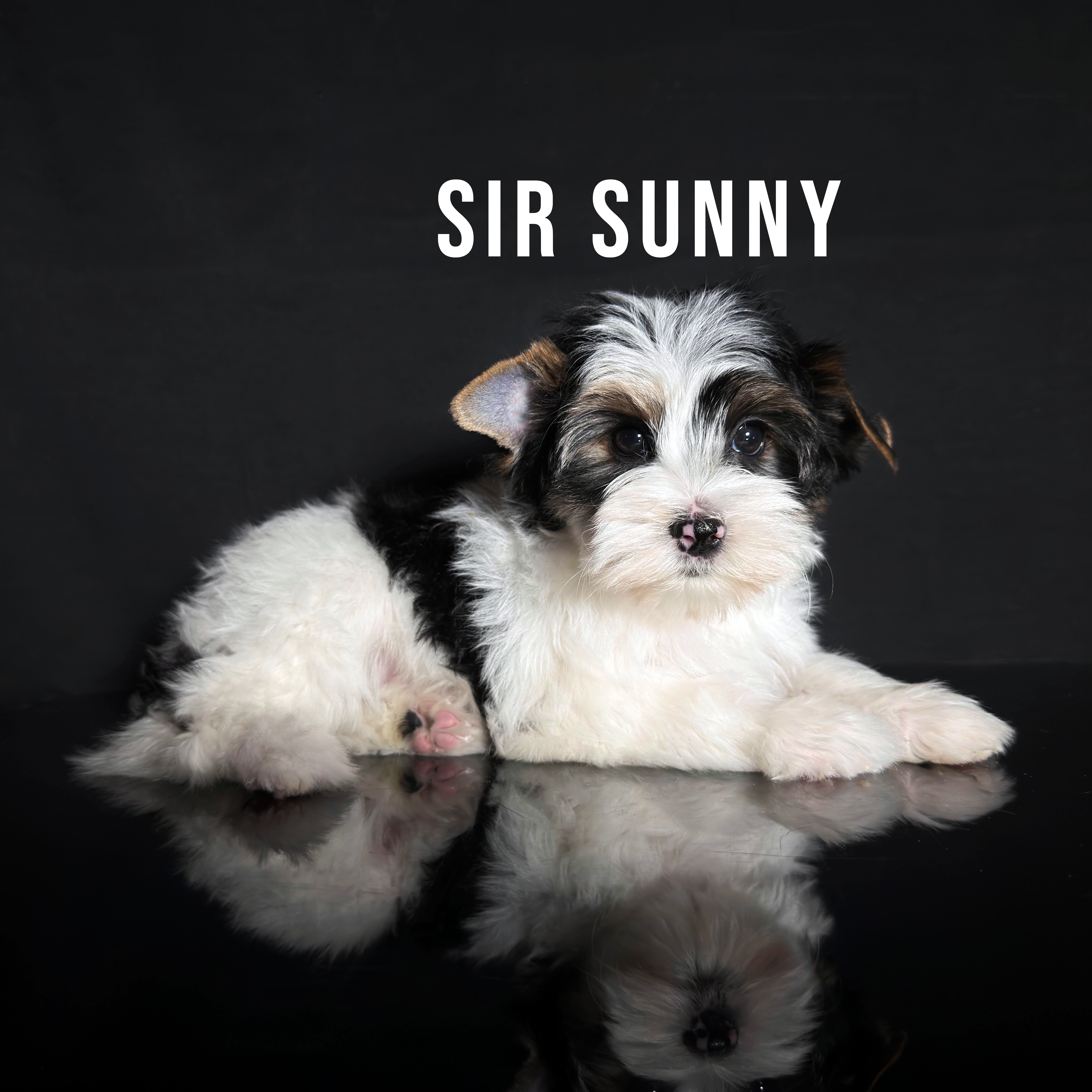Biewer Terrier Puppy Boy Sir Sunny - Image 2
