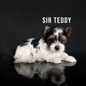 Biewer Terrier Puppy Boy Sir Teddy