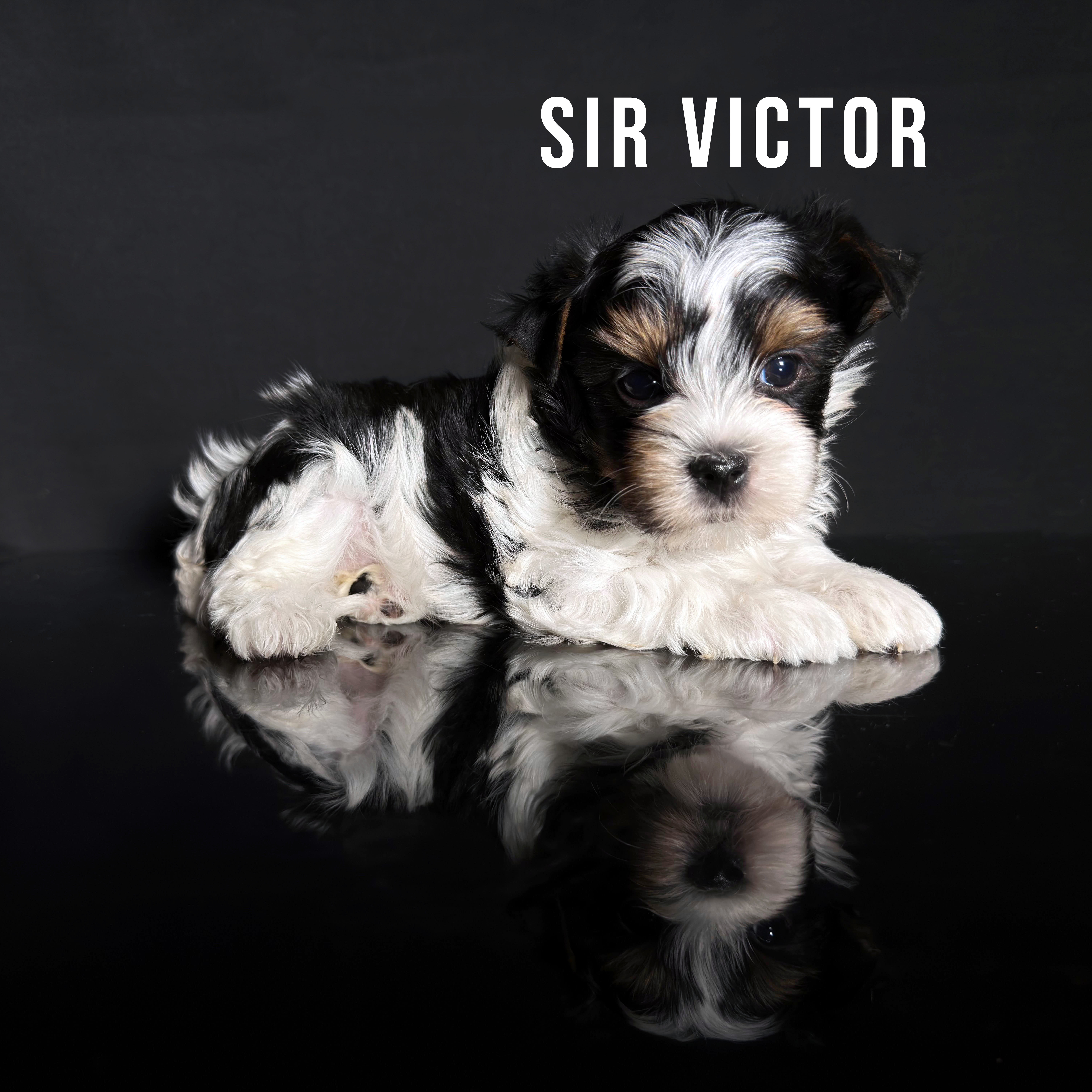 Biewer Terrier Puppy Boy Sir Victor