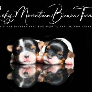 Biewer Terrier Puppy Boy Sir Zeke