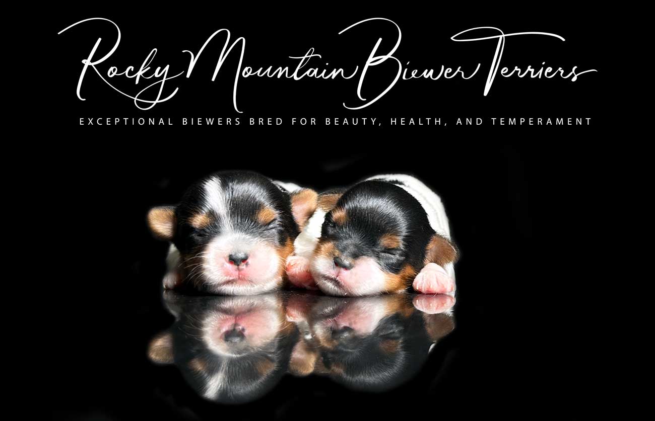 Biewer Terrier Puppy Boy Sir Zeke